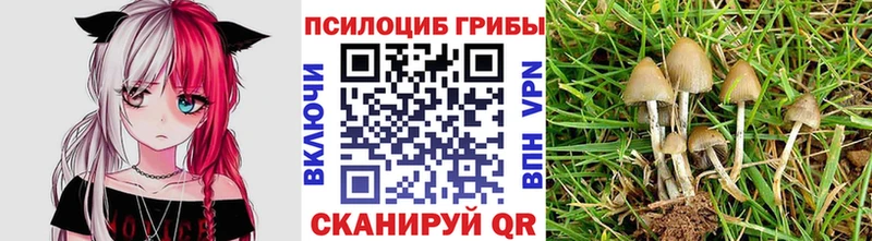 Галлюциногенные грибы Cubensis Электрогорск